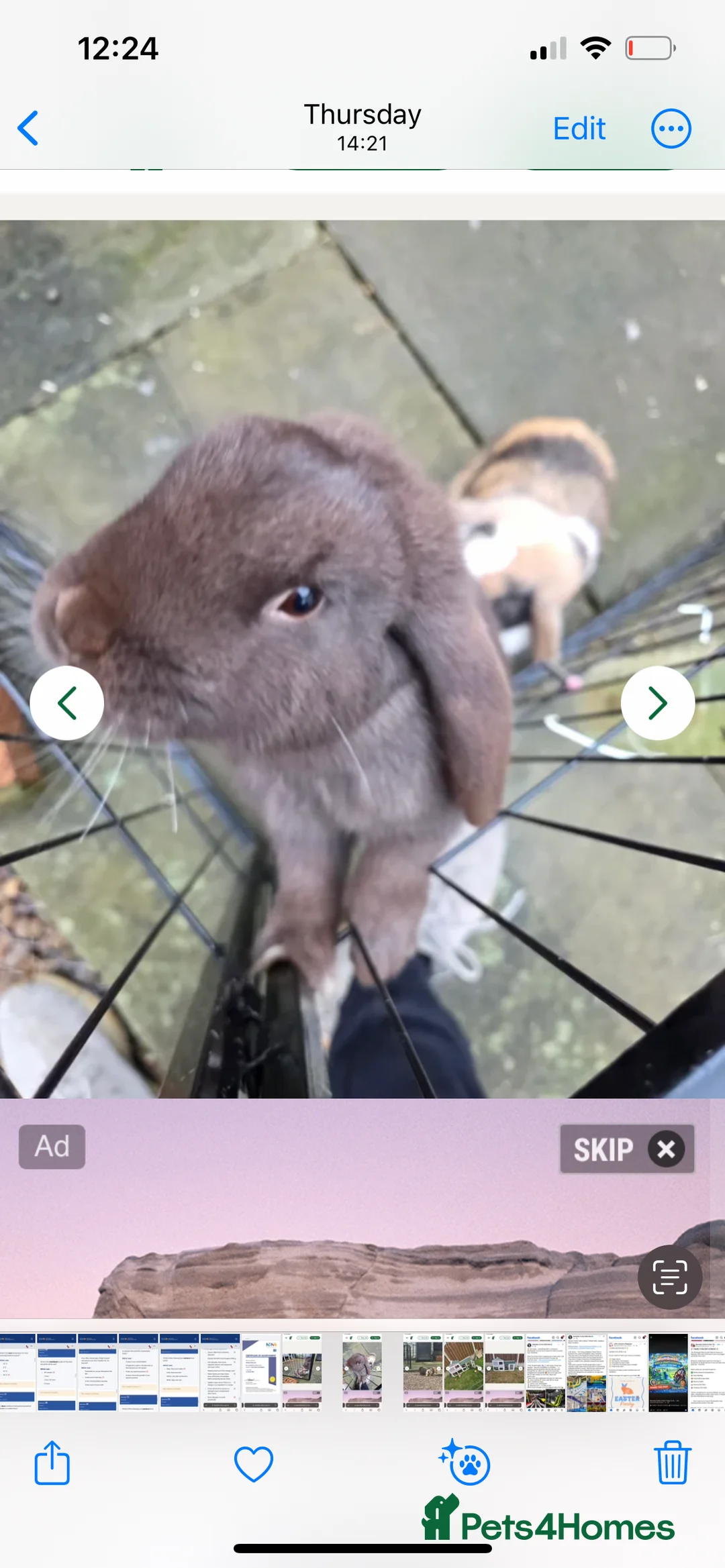 English Lop rabbits for sale: Male rabbit  - Advert 1