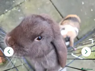 English Lop rabbits Male rabbit - Advert 6