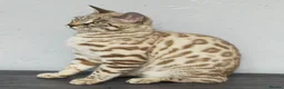Bengal cats for sale: 🔥Stunning Bengal boys ready to leave🔥 - Advert 4