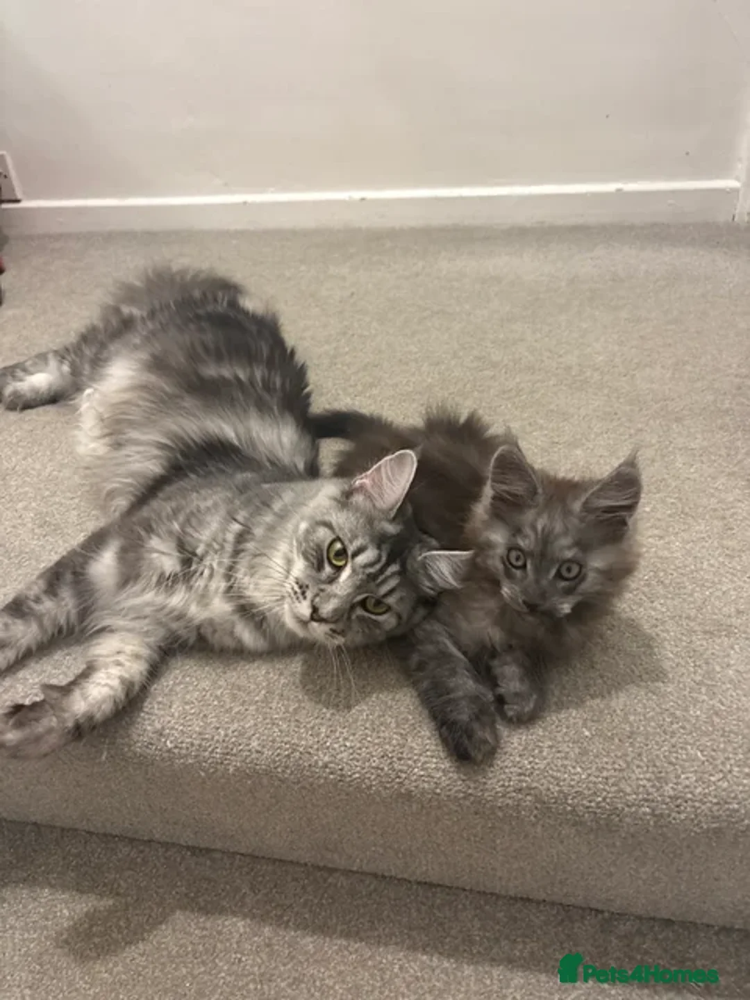 Maine Coon cats for sale: Maine Coon baby boy in Tunbridge Wells - Image 7
