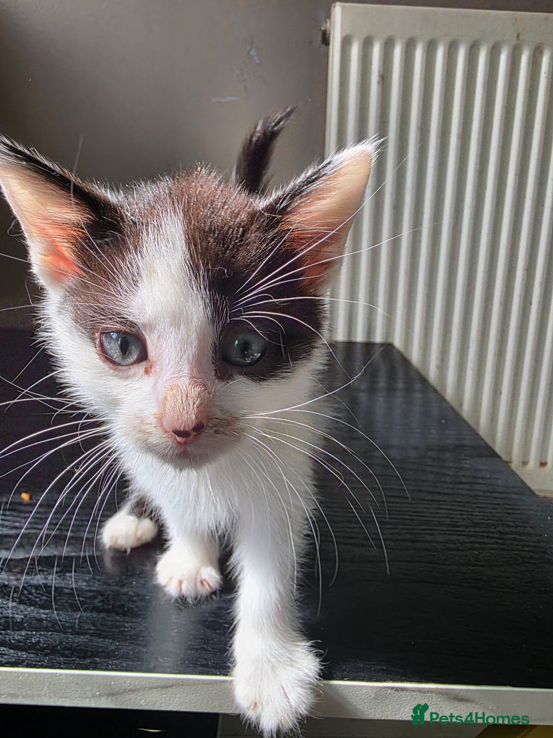Mixed Breed cats for sale: Beautiful Calico Kittens - Image 21