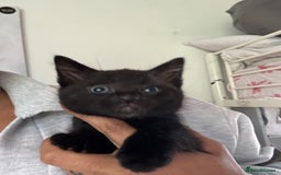 Russian Blue cats for sale: Mixed Russian blue  - Image 2