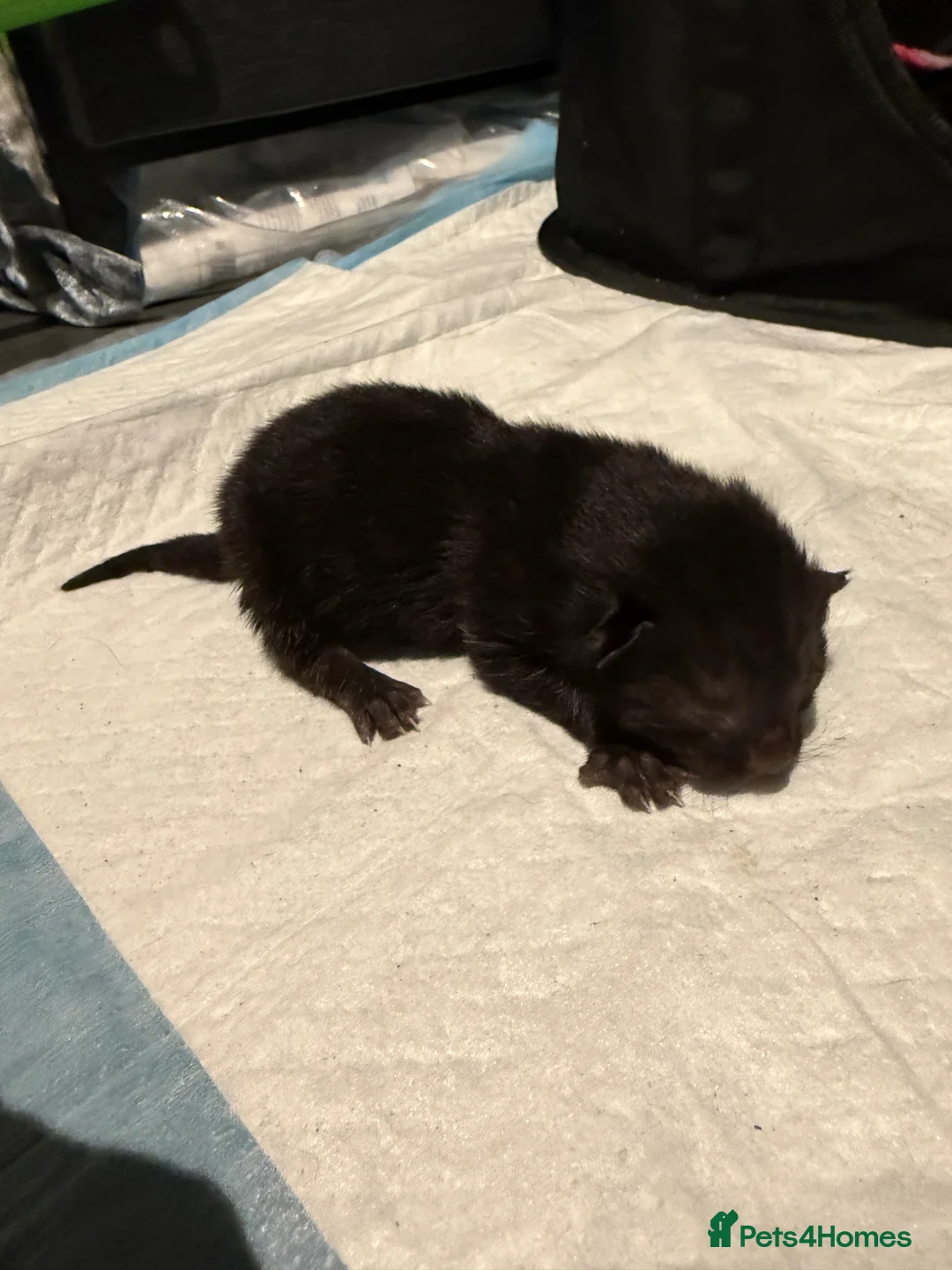 British Shorthair cats for sale: 3 adorable kittens left for sale - Advert 8