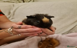 Guinea Pig rodents for sale: Beautiful Baby boy guinea pigs  - Image 5