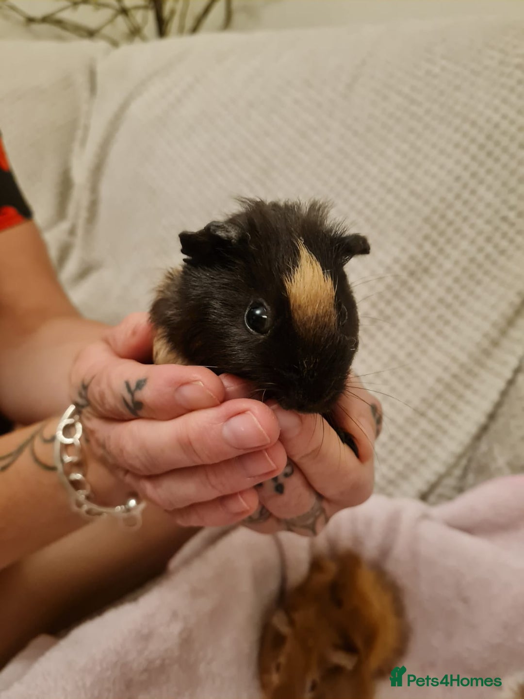 Guinea Pig rodents for sale: Beautiful Baby boy guinea pigs  - Image 5
