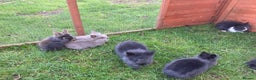 Lionhead rabbits for sale: Last 2 lionhead baby boys - Advert 7