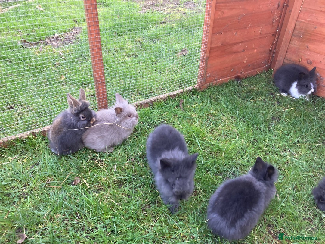 Lionhead rabbits for sale: 9 lionhead babies - Advert 2