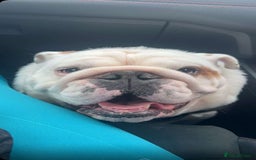 English Bulldog dogs for sale: Neil  - Image 11