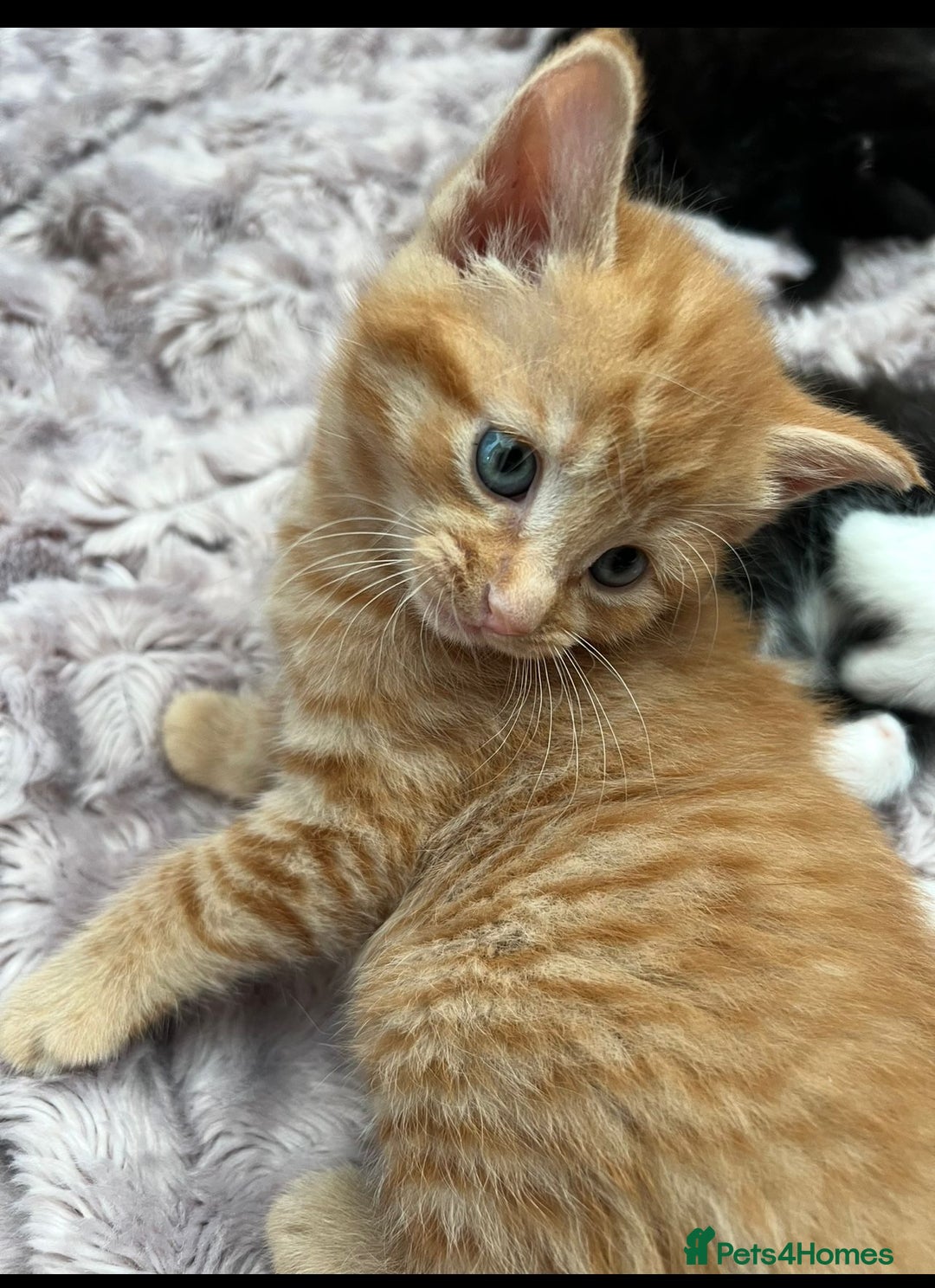 British Shorthair cats for sale: Hello a have very beautiful kittens, - Image 6