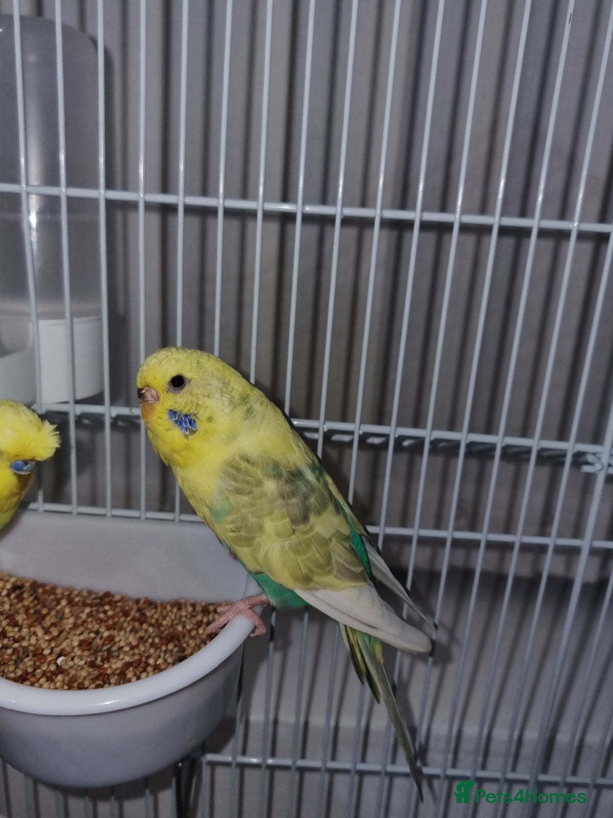 Budgerigars birds I have 2 young budgerigar for sale - Advert 2