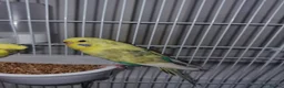 Budgerigars birds for sale: I have 2 young budgerigar for sale in Leeds - Advert 1