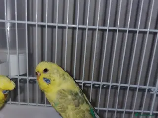 Budgerigars birds I have 2 young budgerigar for sale - Advert 2