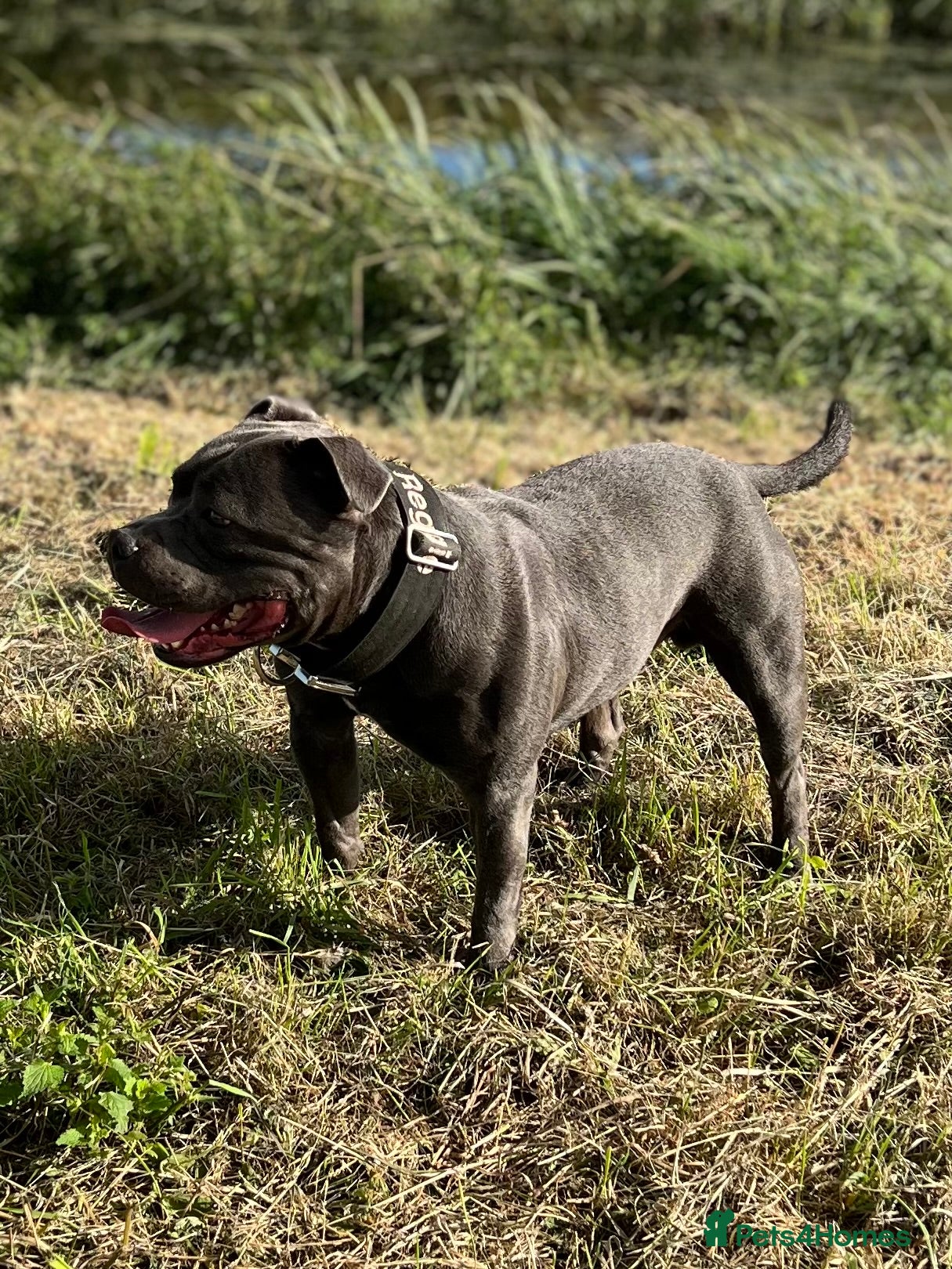 Staffordshire Bull Terrier dogs **Reggie health checked Champion bloodline** - Advert 3