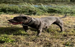 Staffordshire Bull Terrier dogs for stud: **Reggie health checked Champion bloodline** - Image 1