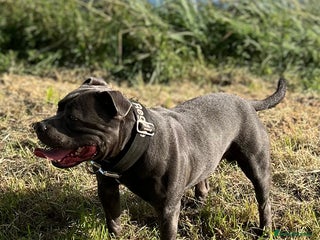 Staffordshire Bull Terrier dogs - Advert 1