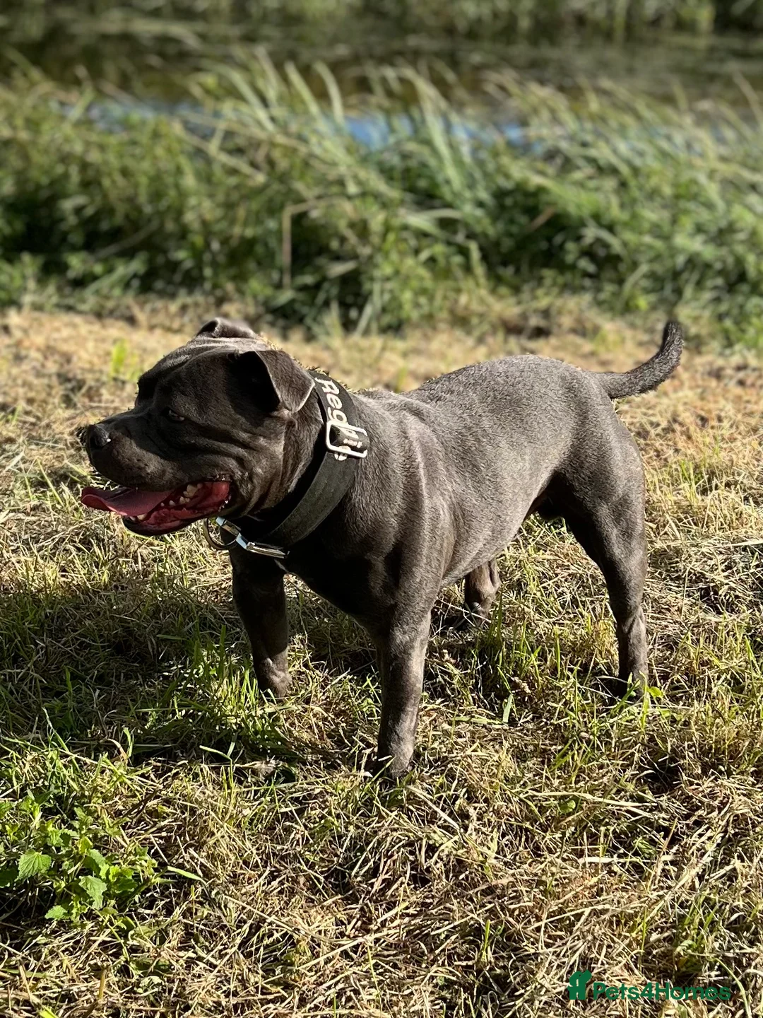 Staffordshire Bull Terrier dogs for stud: **Reggie health checked Champion bloodline** - Advert 1