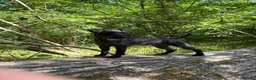 Patterdale Terrier dogs for stud: Compact, Strong, Proven - Advert 3