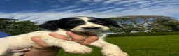 English Springer Spaniel dogs for sale: Outstanding litter of Springer Spaniel Pups - Advert 9
