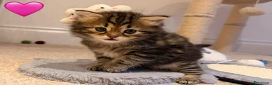 Persian Kitten 5