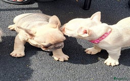 French Bulldog dogs for sale: 1 Female and 1 male French Bulldog Puppy available - Image 13