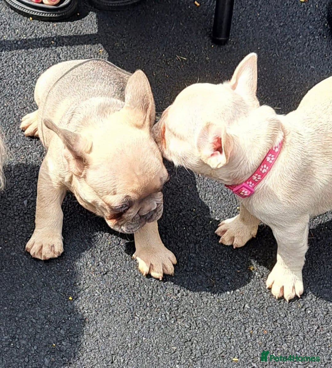 French Bulldog dogs for sale: 1 Female and 1 male French Bulldog Puppy available - Image 13