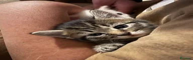 Siberian Kitten 3