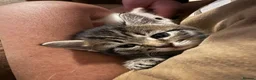 Siberian cats for sale: Five Siberian mixed kittens in Slough - Advert 2