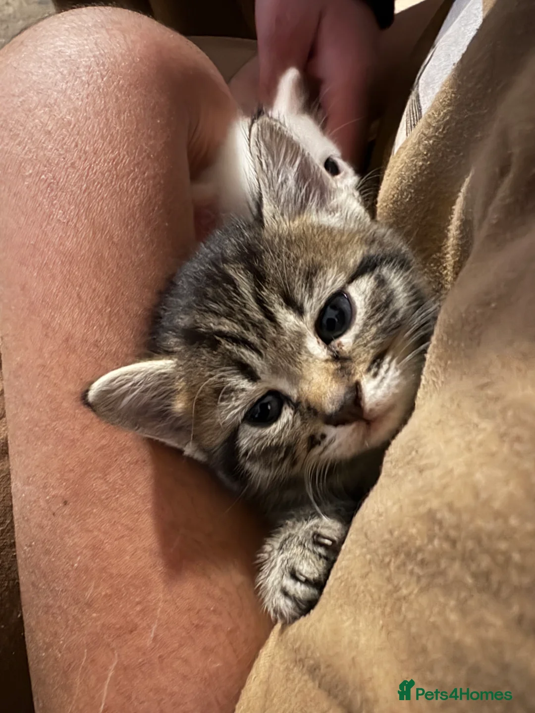 Siberian cats for sale: Five Siberian mixed kittens in Slough - Advert 2