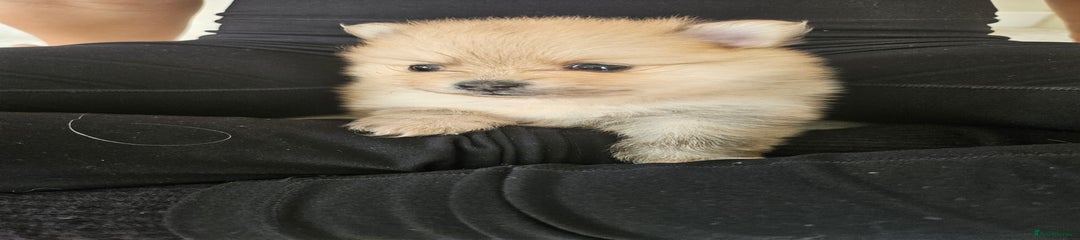  Puppy 4