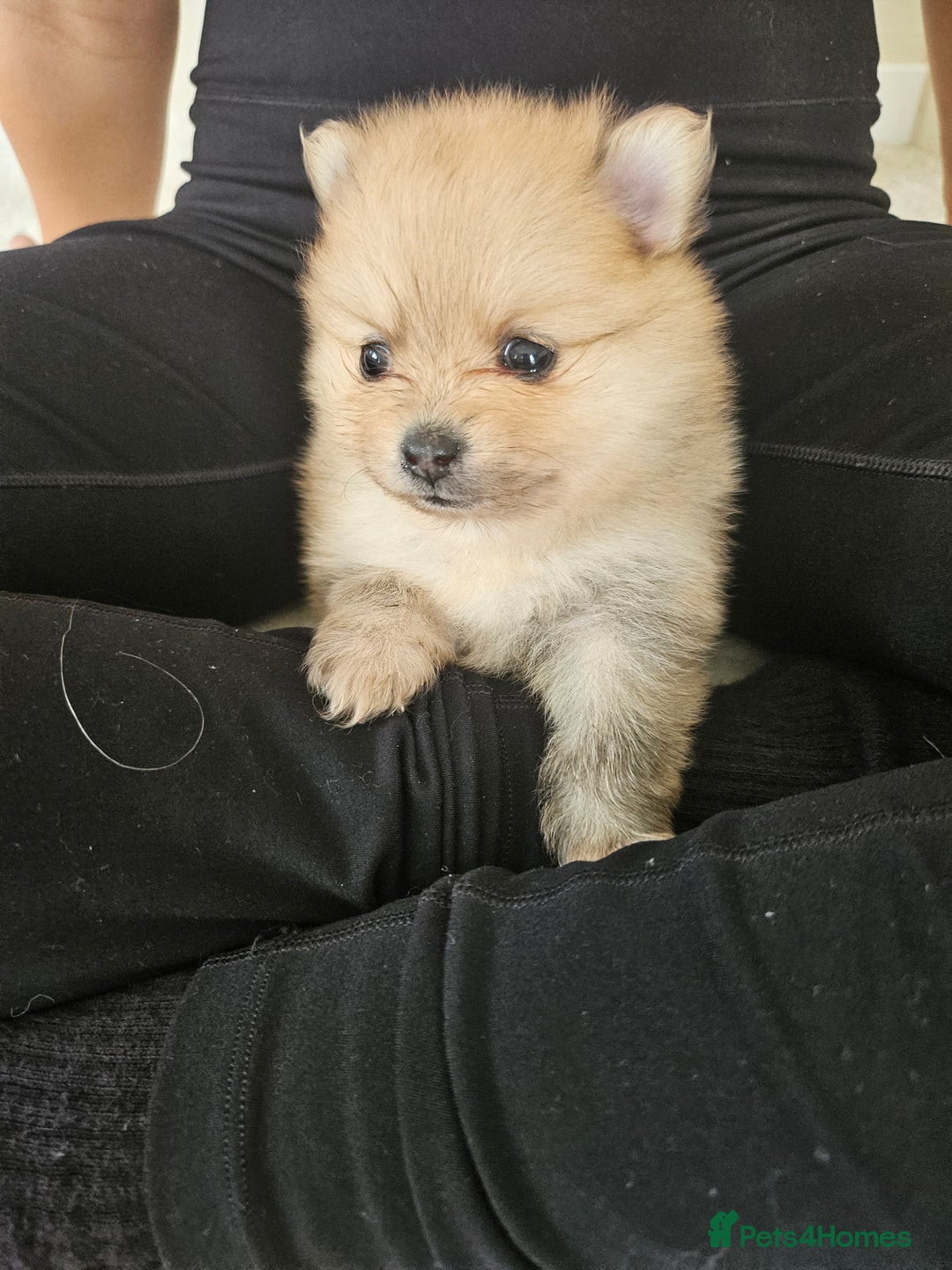 Pomeranian dogs for sale: Russian pomeranian  - Image 6