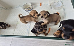 Miniature Dachshund dogs for sale: Lovely Miniature dachshund pups  - Image 2