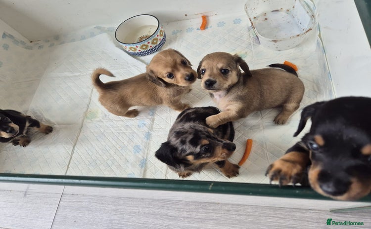 Miniature Dachshund dogs - Advert 13