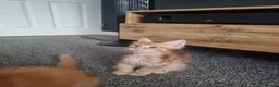 Maine Coon cats for sale: TICA REG. MAINE COON KITTENS  - Advert 21