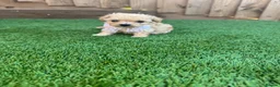 Cockapoo dogs for sale: 🐾 Adorable F1BB Teddy bear toy cockapoos 🐾 - Advert 6