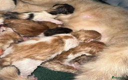 Mixed Breed cats for sale: Beautiful kittens looking for their forever homes  - Image 2