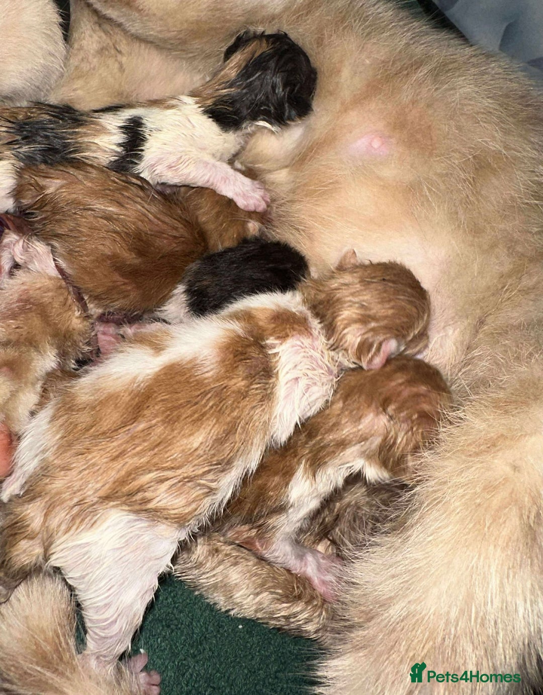 Mixed Breed cats for sale: Beautiful kittens looking for their forever homes  - Image 2
