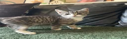 Mixed Breed cats for sale: Kittens ready for their forever home!  - Advert 7