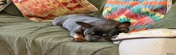 French Bulldog dogs for sale: French bulldog in Birmingham - Advert 1