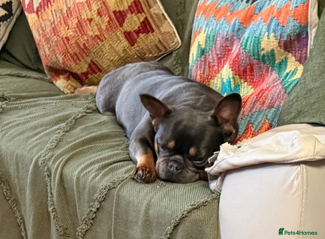 French Bulldog dogs for sale: French bulldog in Birmingham - Advert 1