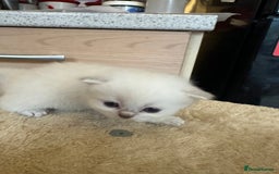 Persian cats for sale: 2 stunning pure pedigree Persian chinchilla kitten - Image 9