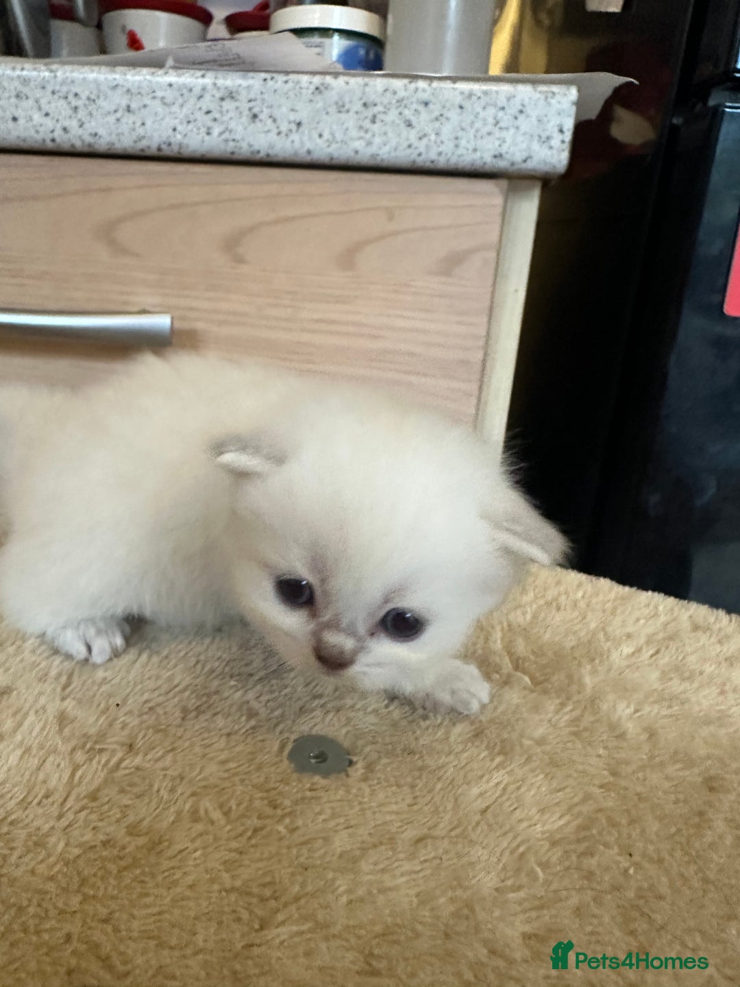 Persian cats for sale: 2 stunning pure pedigree Persian chinchilla kitten - Image 9
