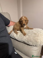 Cockapoo dogs - Advert 10