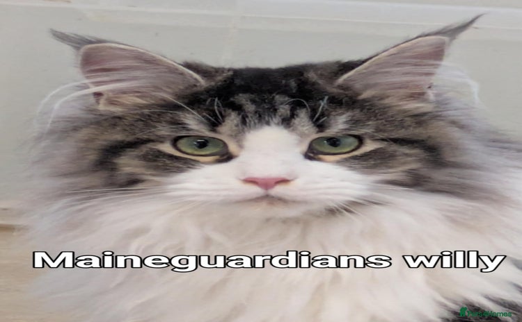 Maine Coon cats - Advert 2