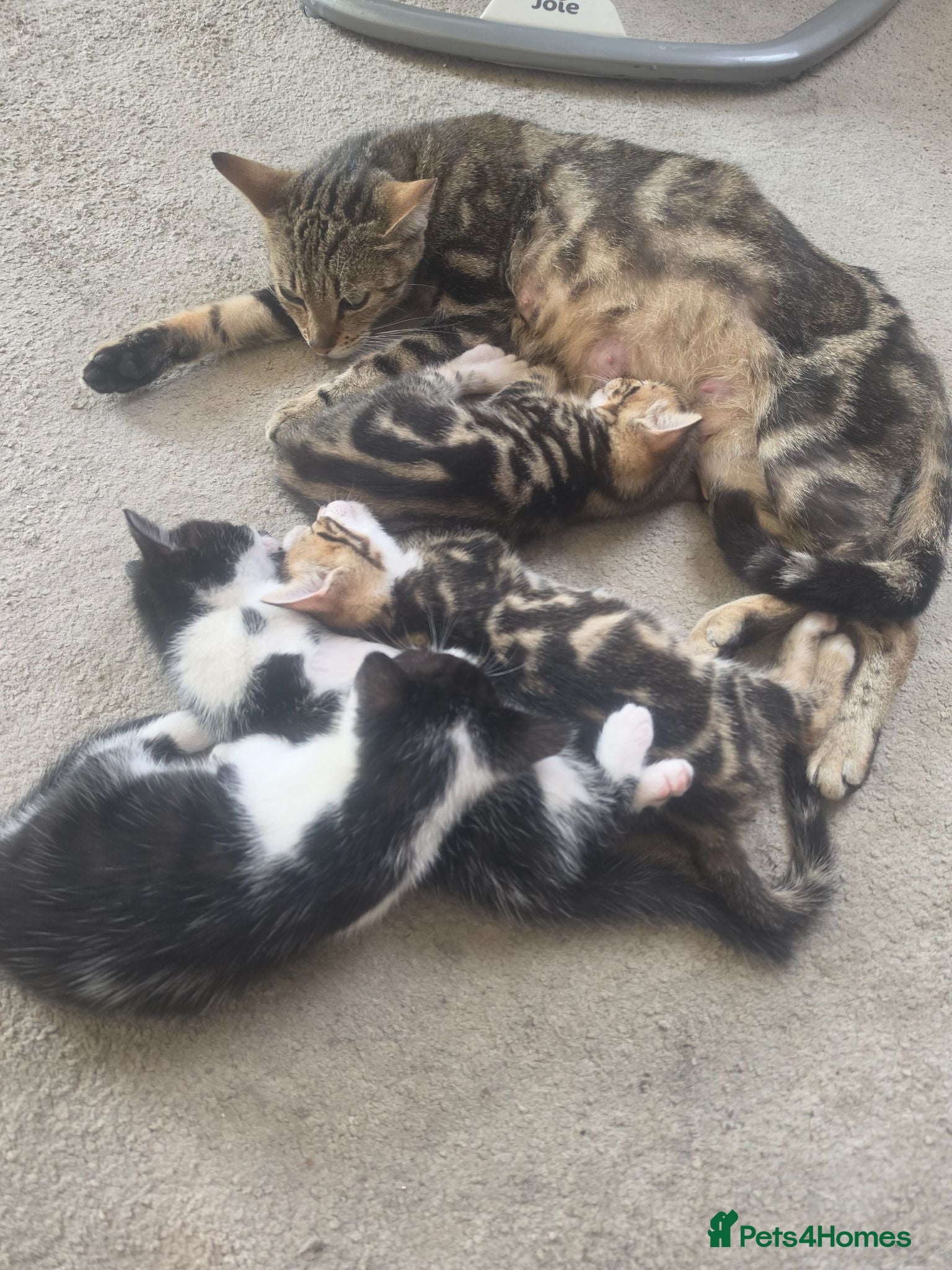 Mixed Breed cats ✨️4 Beautiful kittens 5 weeks old🐈🐈‍⬛️😻 - Advert 5