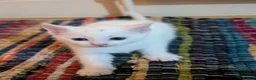 Mixed Breed cats for sale: Beautiful white kittens - Advert 4