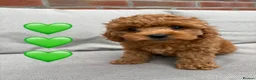 Cockapoo dogs for sale: Last girl available, ready for her forever home! - Advert 1