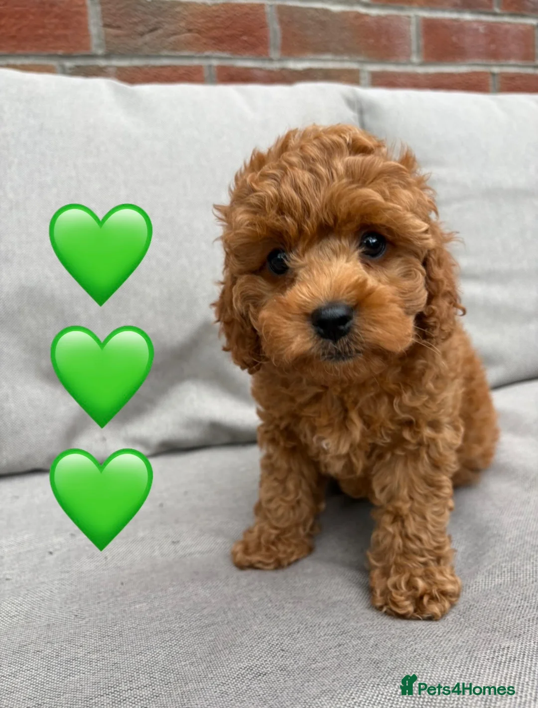 Cockapoo dogs for sale: Last girl available, ready for her forever home! - Advert 1