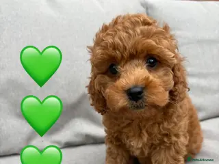 Cockapoo dogs Only one girl, already good to go - Advert 2