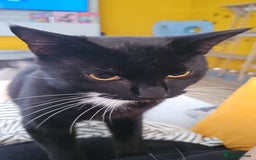 Mixed Breed cats for sale: Loving Home Wanted for Our Gorgeous Black Cat - Image 3