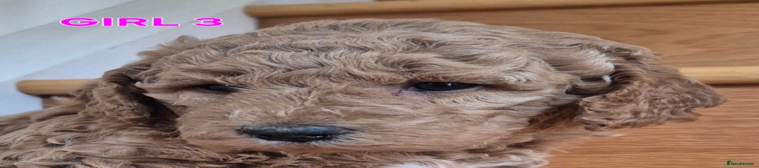 Mini Goldendoodle Puppy 3